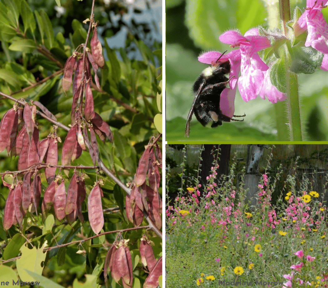 Growing Natives Garden Tour 1