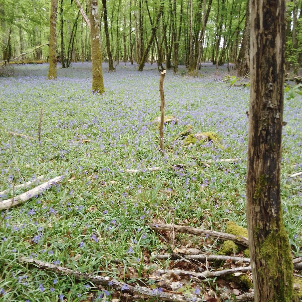 Forêt Domaniale de Châteauroux 3