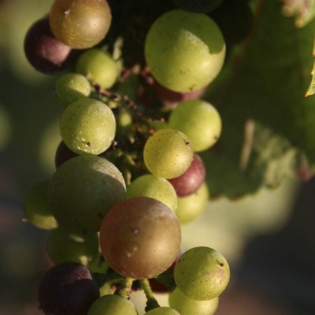 Free Wine or Spirit Tasting 3