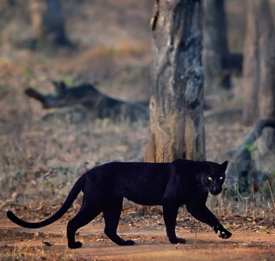 Kabini River 1
