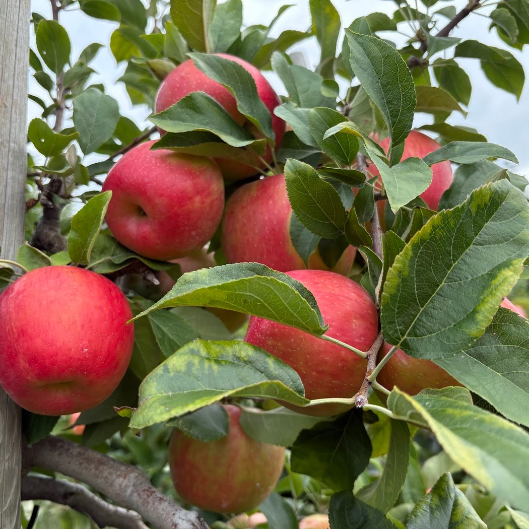 Berlin Orchards 1
