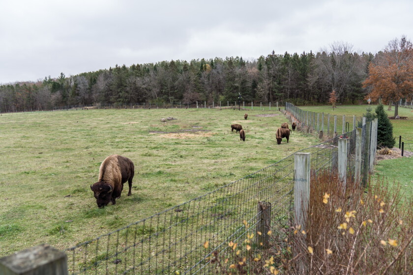 Feed the Bison 4