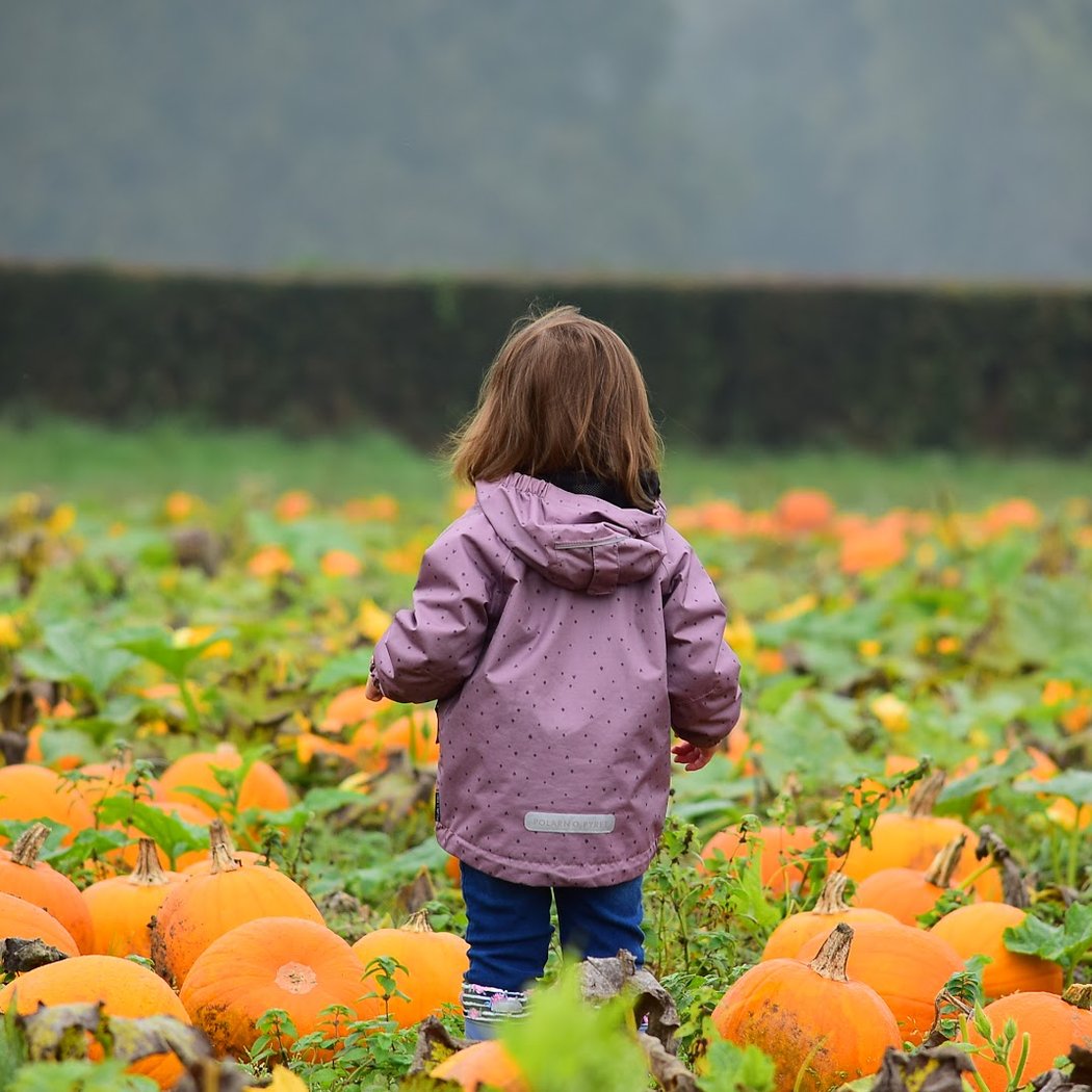 Pumpkin Patch 1