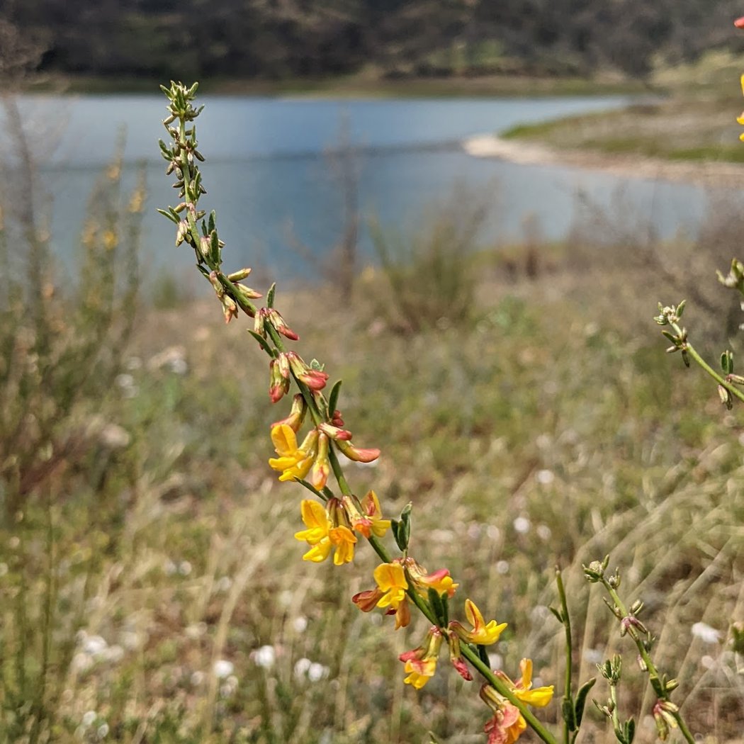EcoCamp Berryessa 1