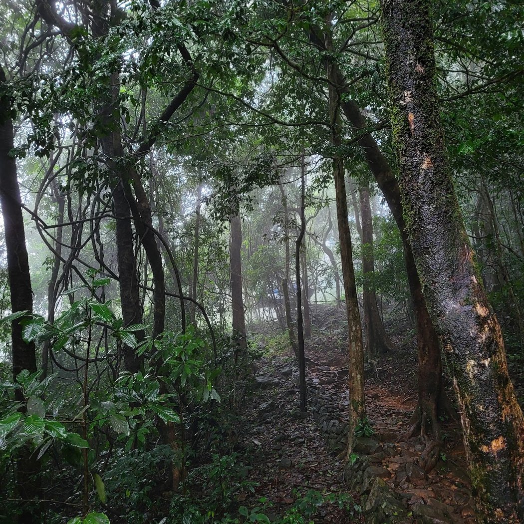 Paithalmala Trek 3