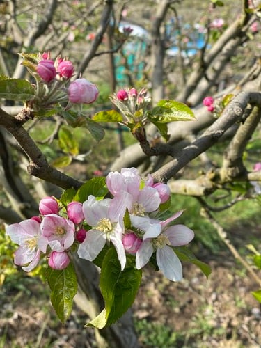 Ride Through the Apple Blossoms 1