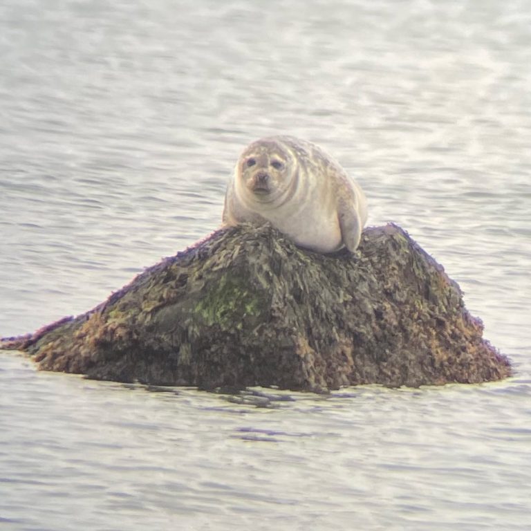 Seal Walk 1