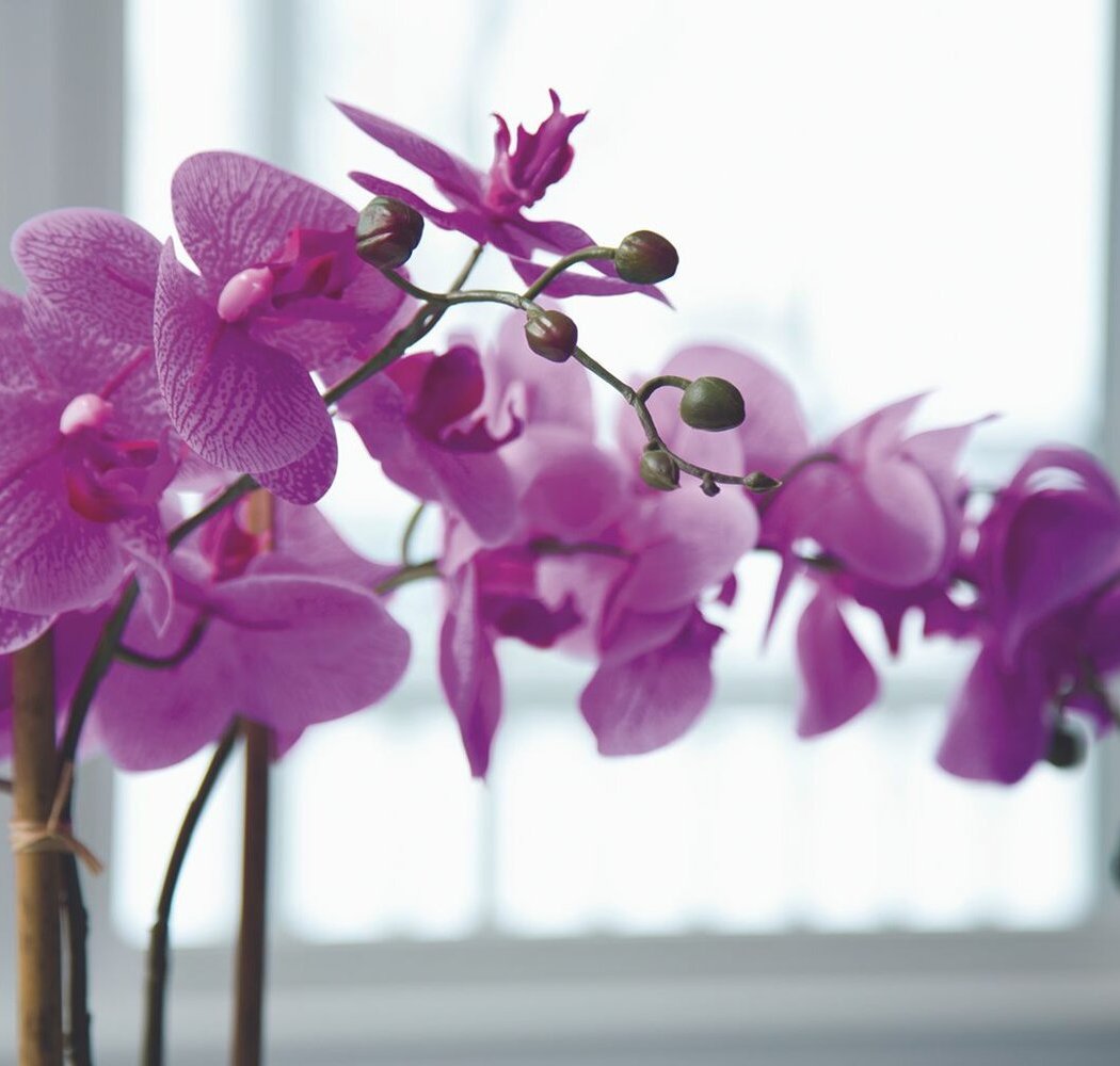 Orchid Nights 2