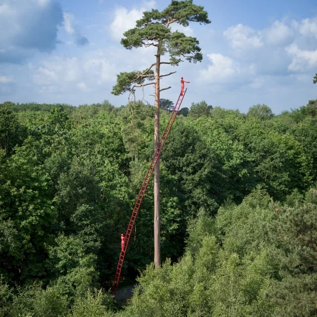 Roumare Forest 2