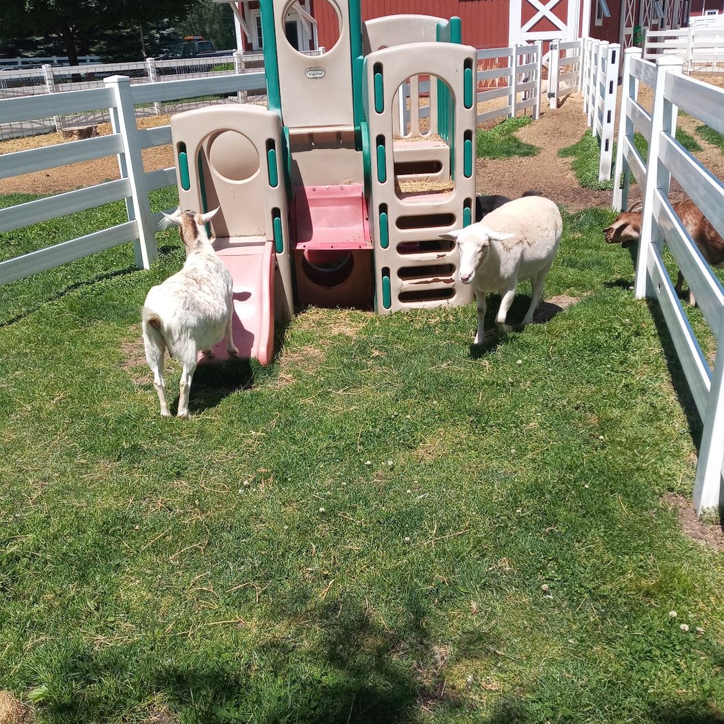 Heritage Park Petting Farm 2