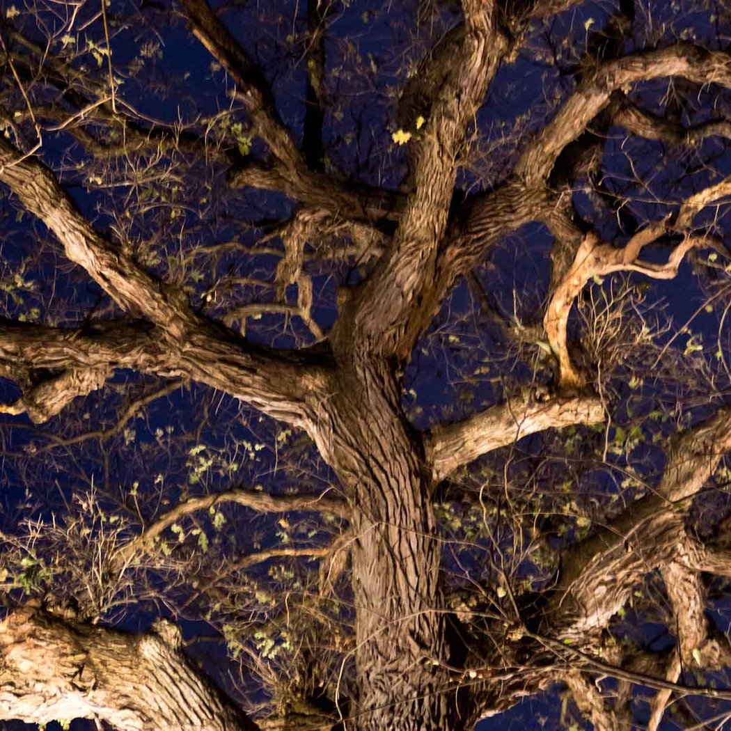Night Hike: Firefly Walk 2