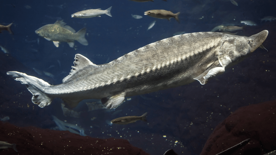Flint RiverQuarium 2