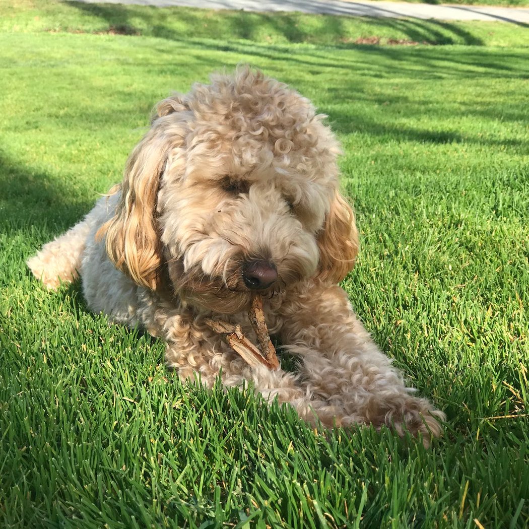 Tiburon Dog Park 2