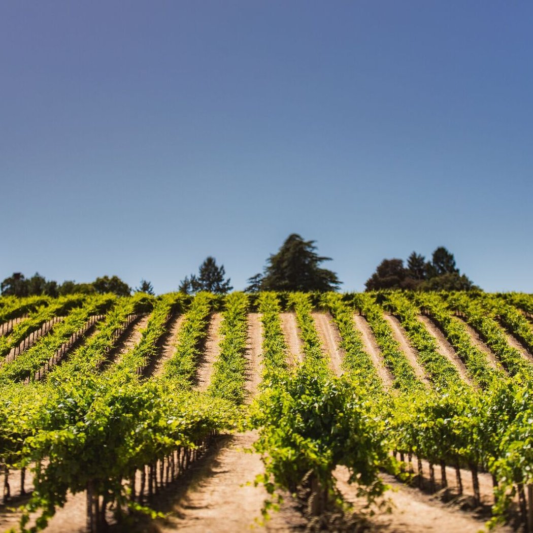 Bucher Wines 2