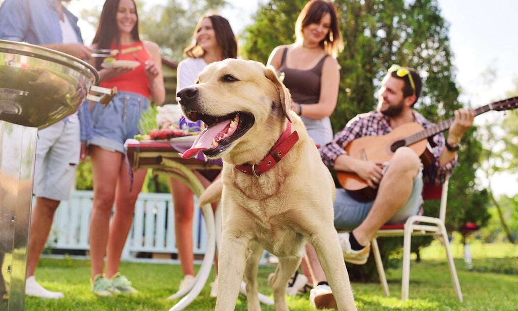 Picnic & Paws 1