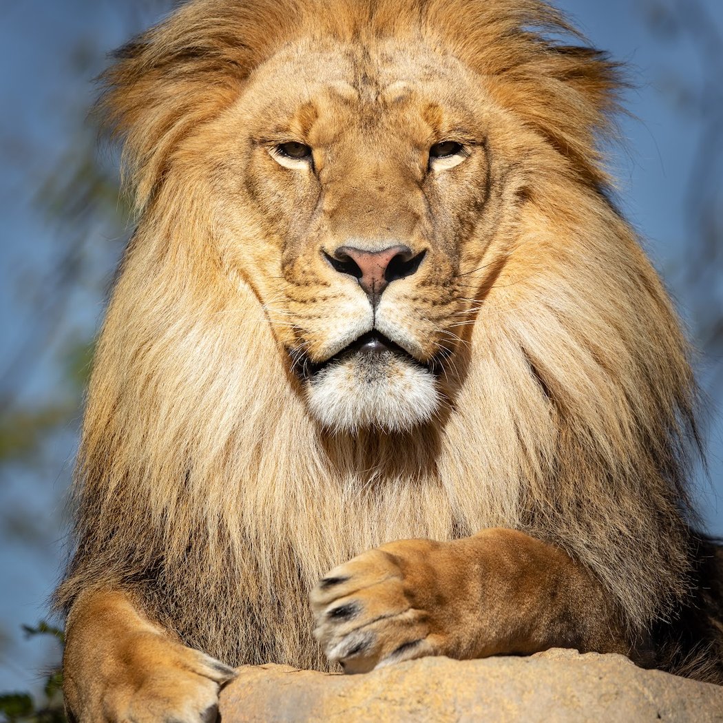 Saison hivernale au parc zoologique 2