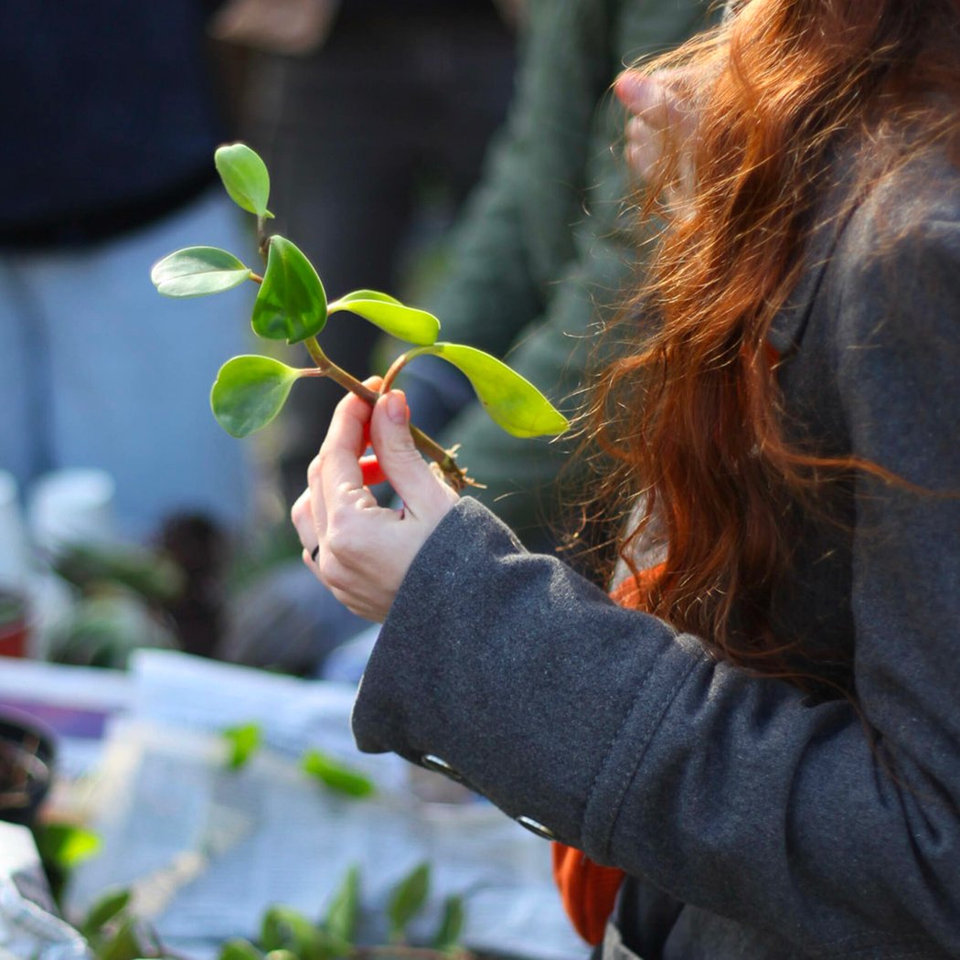 Échange de plantes 1