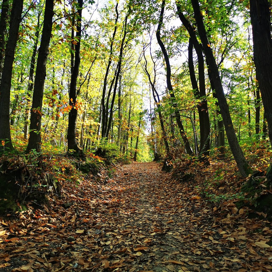 Forêt domaniale de Fausses-Reposes 3