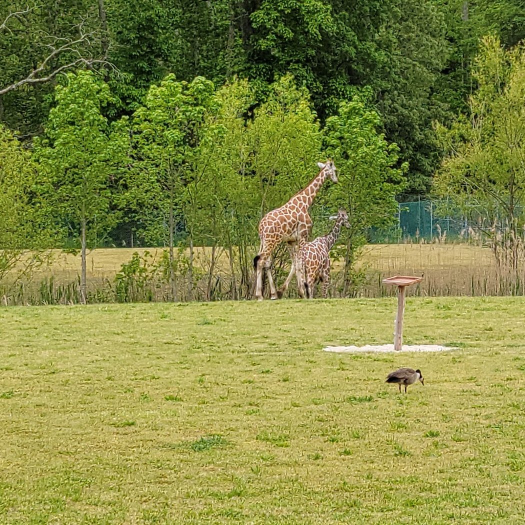 Cape May County Park & Zoo 4