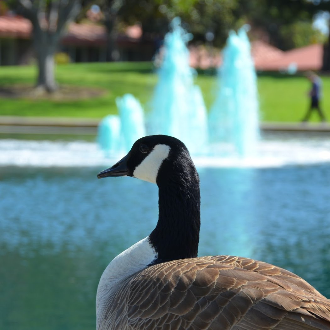 Sunnyvale Community Center 1