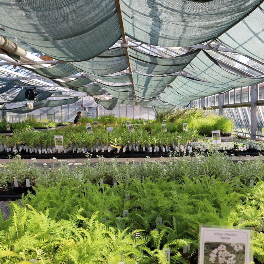 Native Plant Sale 1