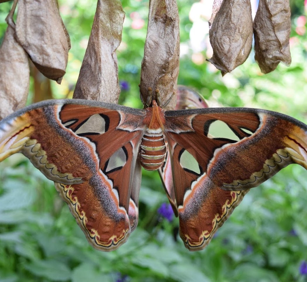 The Butterfly Place 3