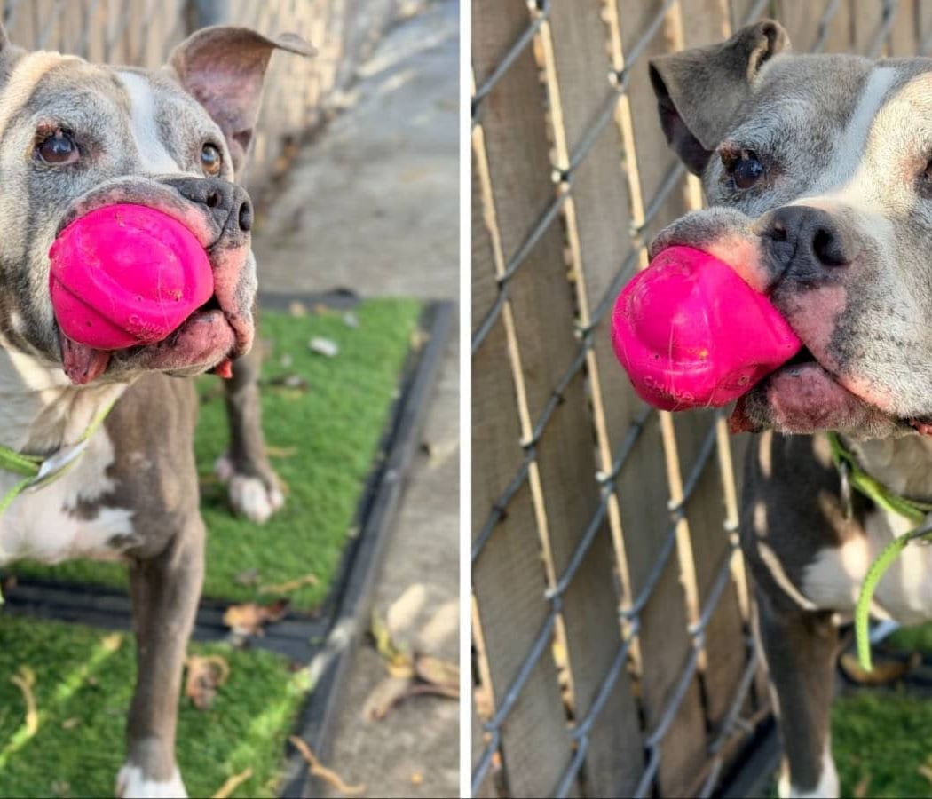 Friends of the Alameda Animal Shelter (FAAS) South Shore 4