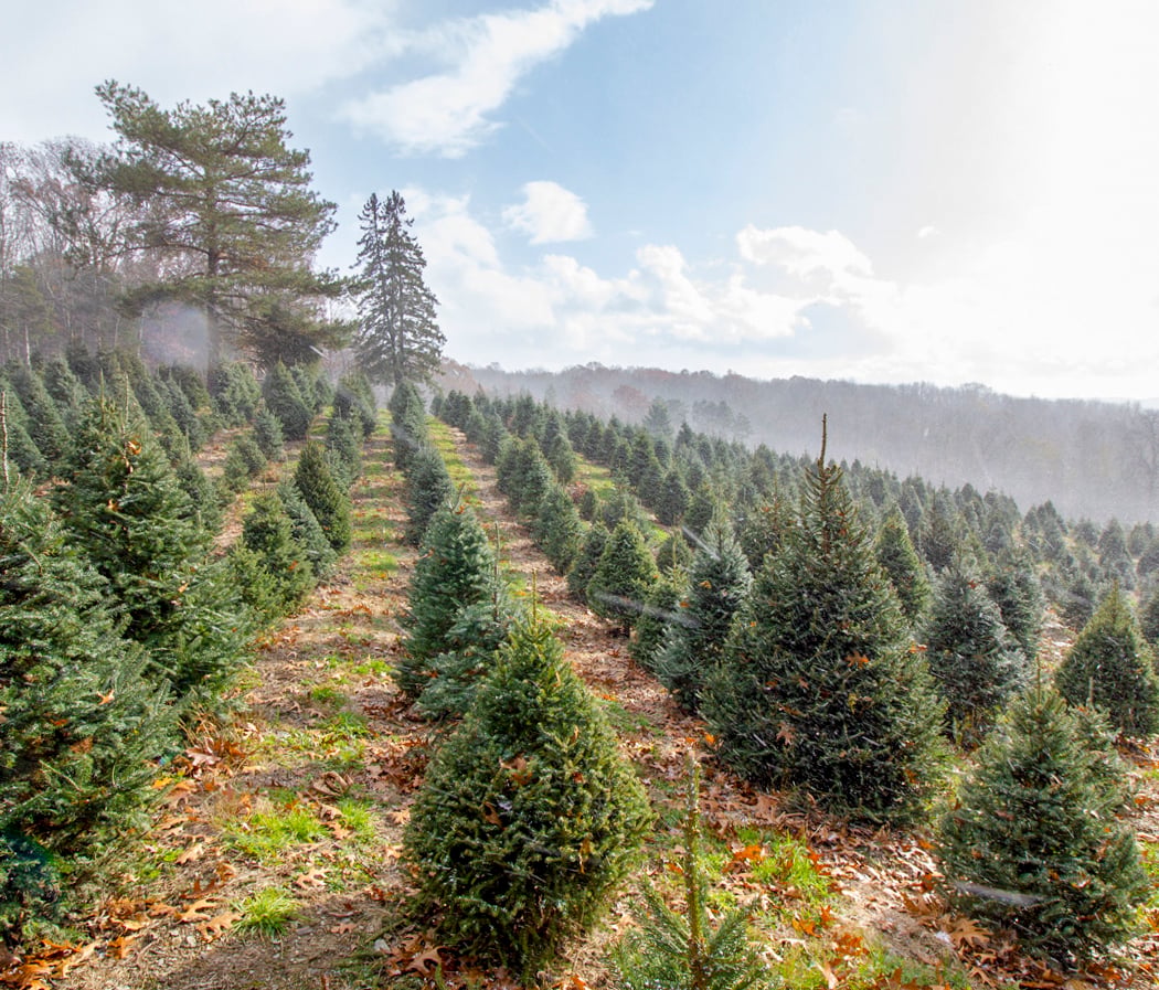 Emmerich Tree Farm 3