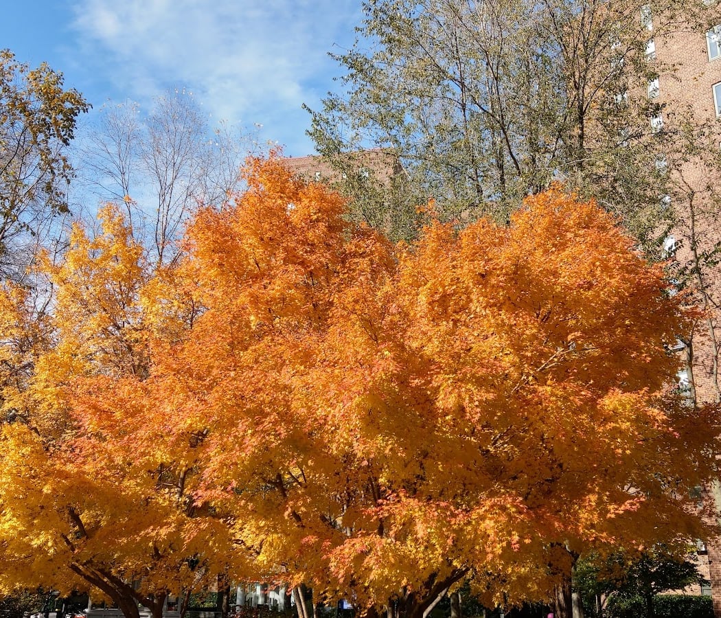 Stuyvesant Town Fountain 1