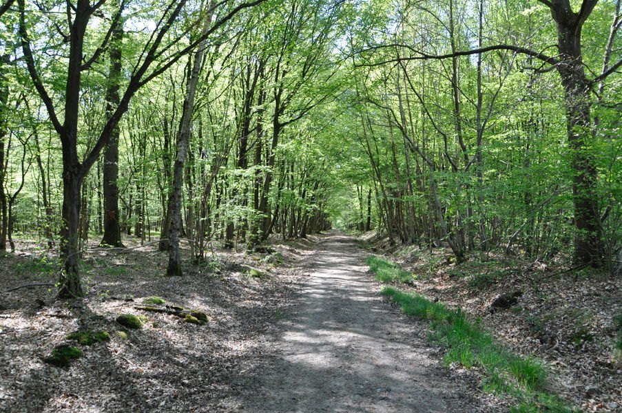 Forêt Domaniale de Notre Dame 3