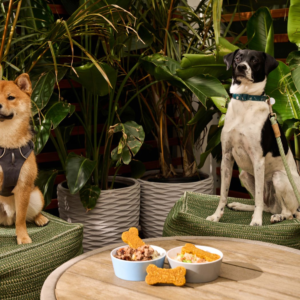 Bird Dog Happy Hour 2