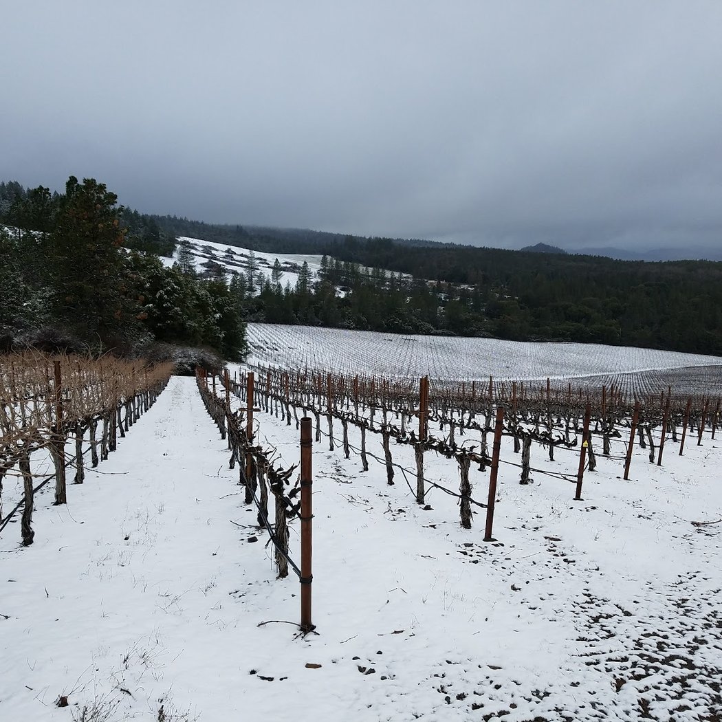 Obsidian Ridge Vineyard 2