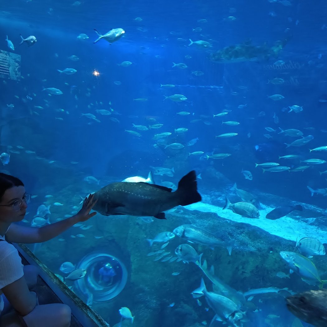 Navidad en el Acuario de Sevilla: Alimentación en el oceanario 5