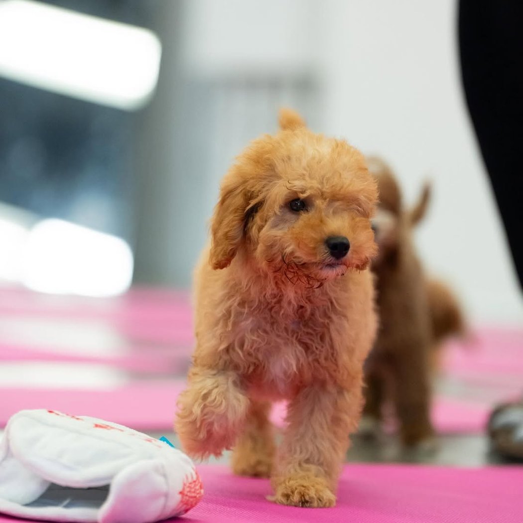 Golden Retriever x Poodle Puppy Yoga 1