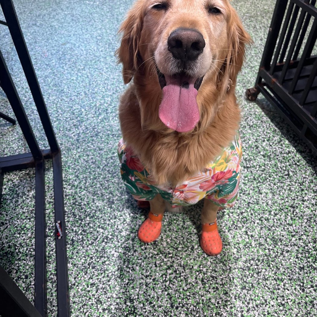 Animal Care Centers of NYC - Queens 1