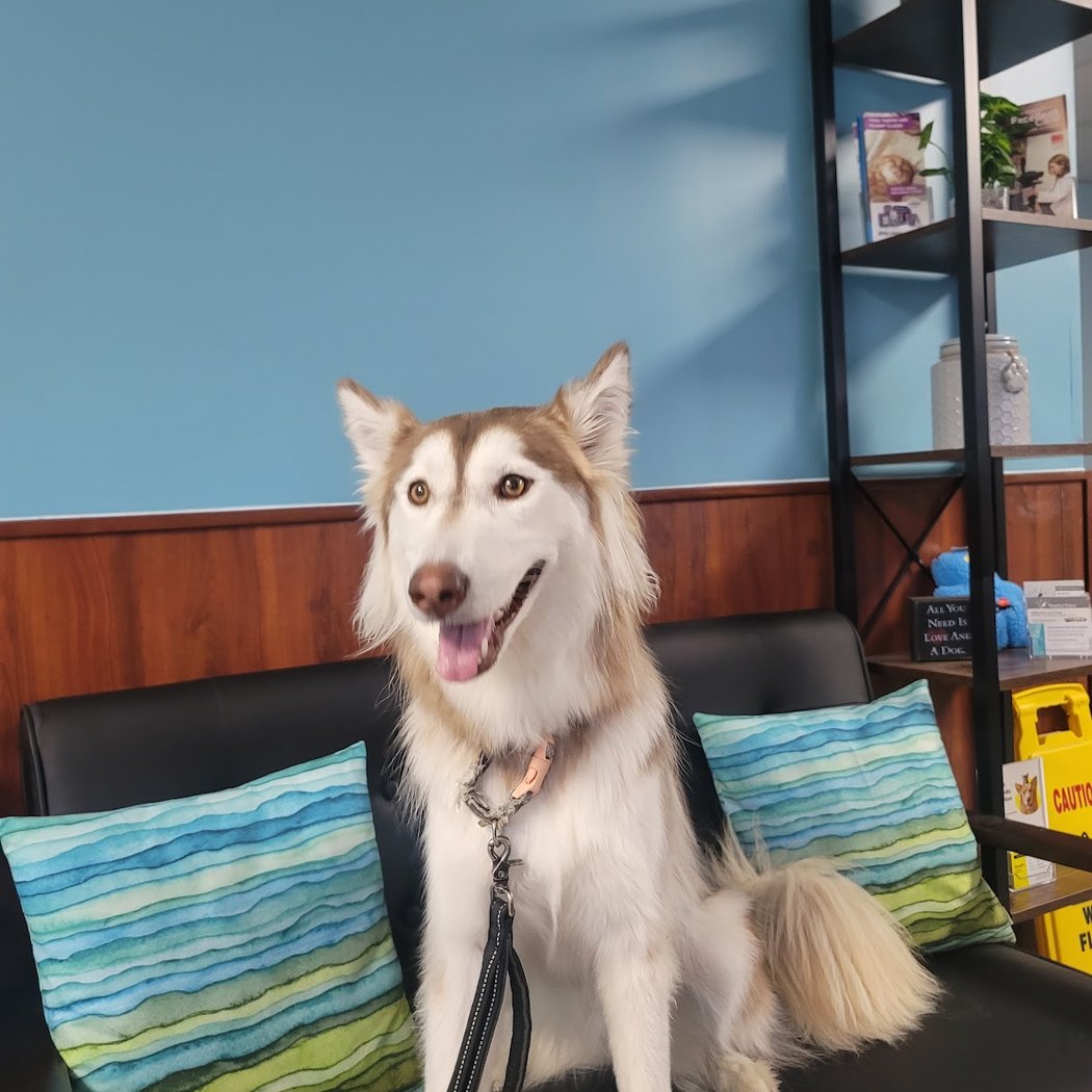 Livermore Family Pet Hospital 2