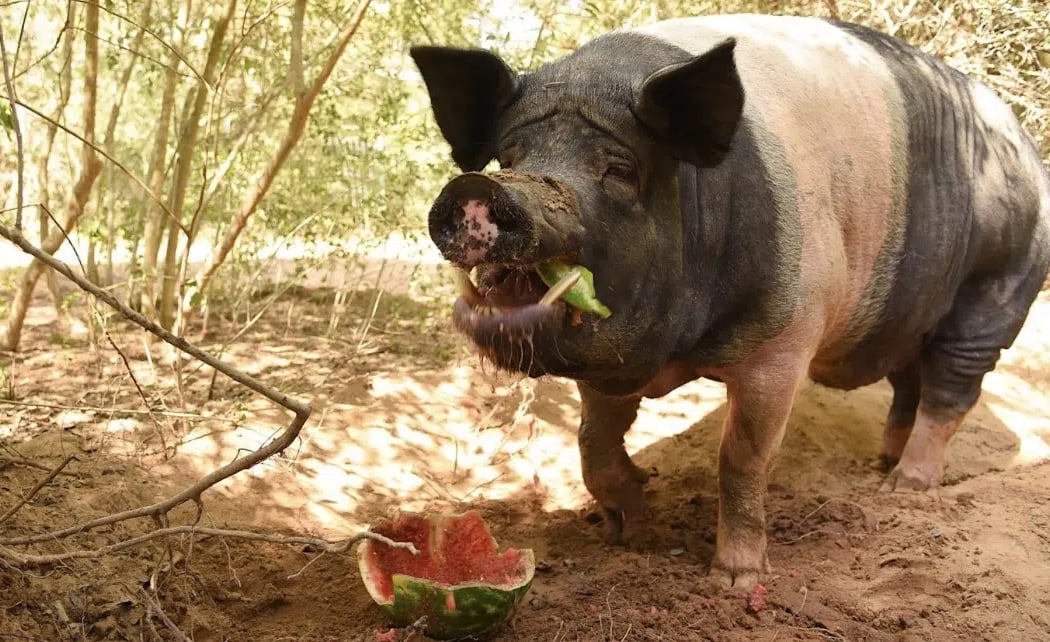 Watermelon Smash Bash 1