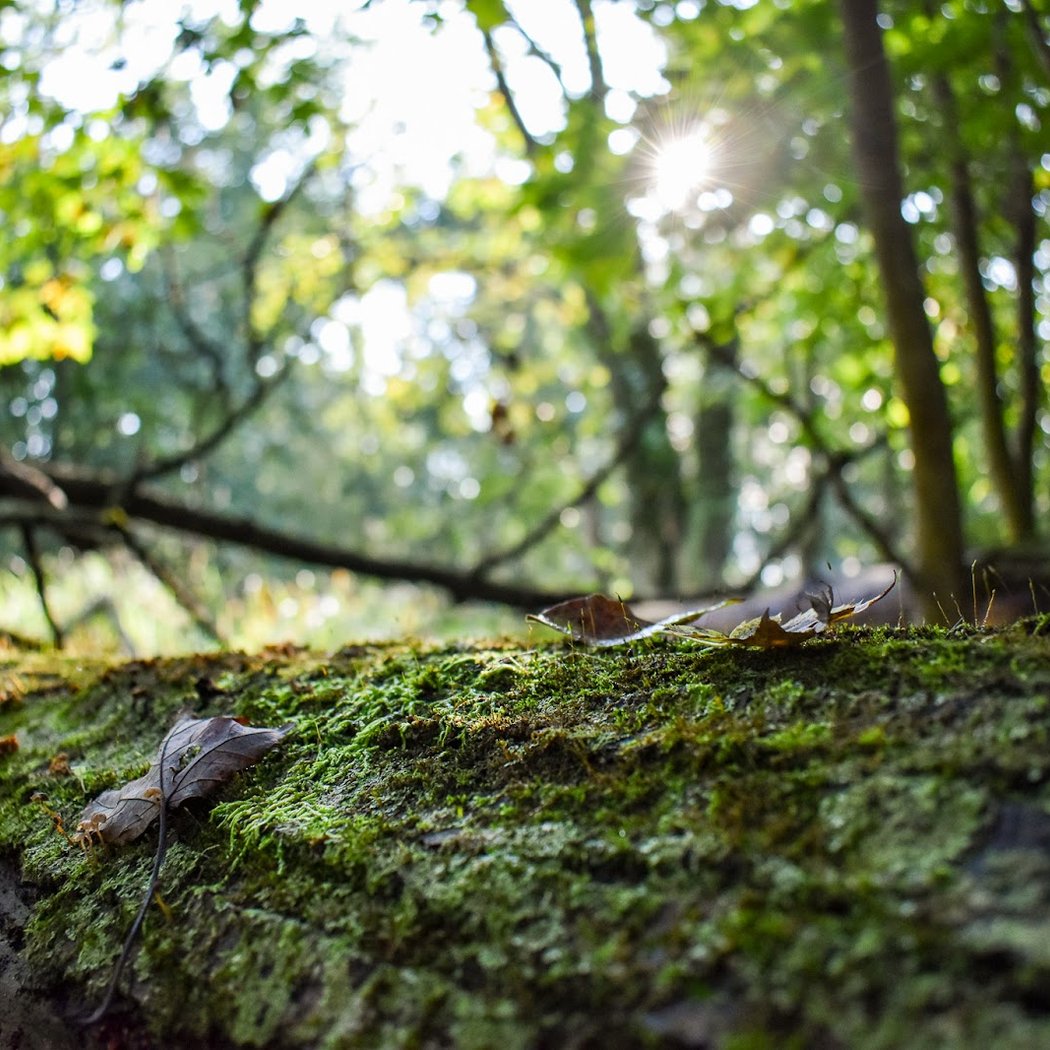 West Scio Preserve 1