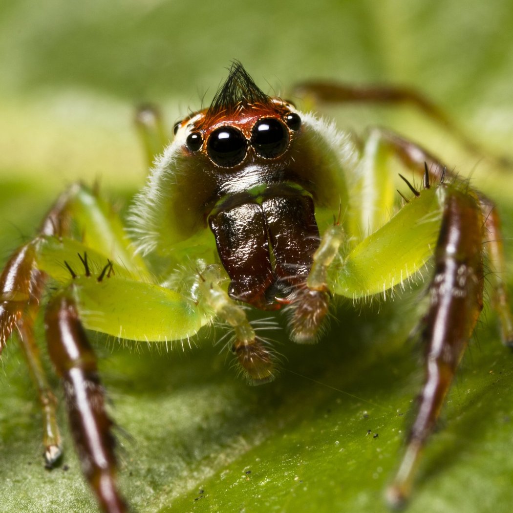 Amazing Arachnids