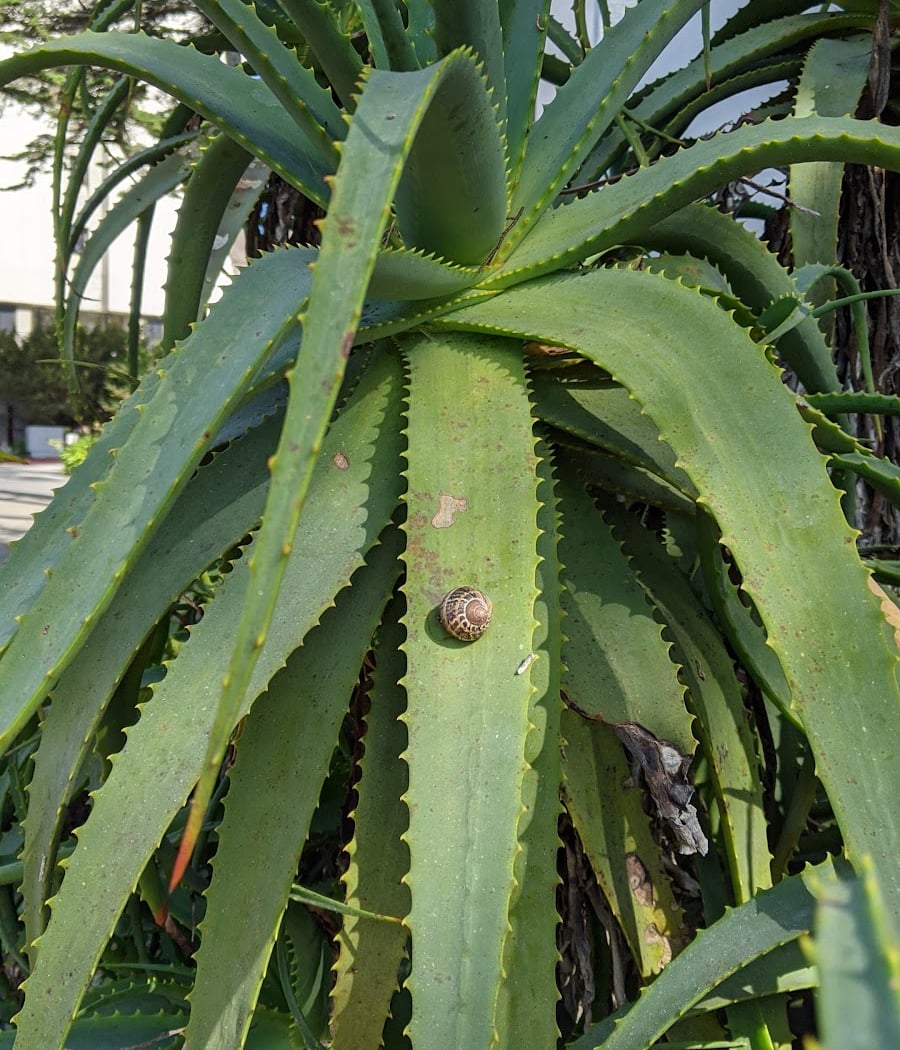 Succulents Garden 4