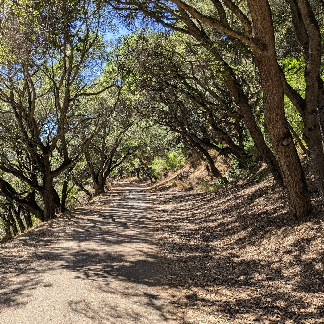 Montclair Railroad Trail, Oakland 1