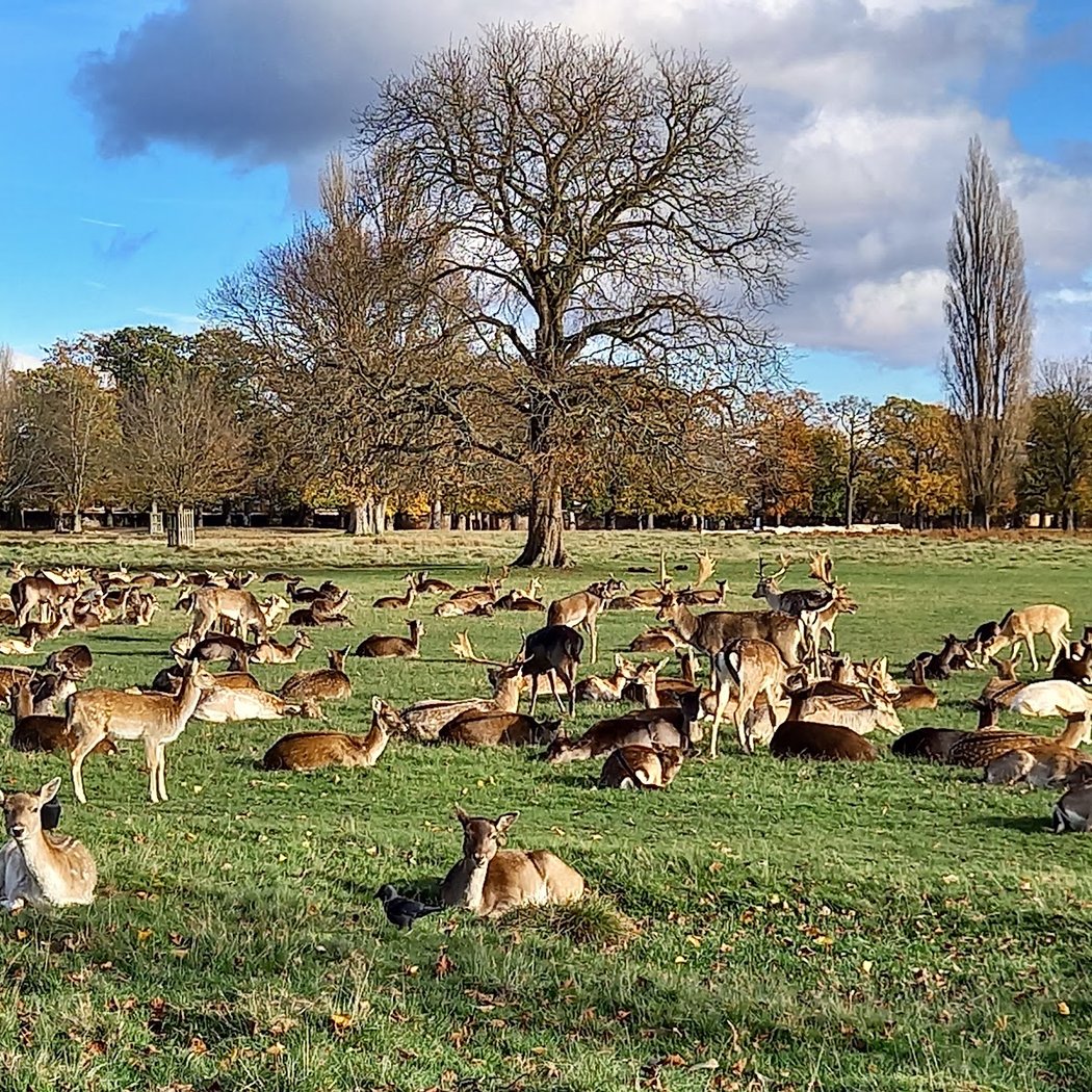 Bushy Park 1