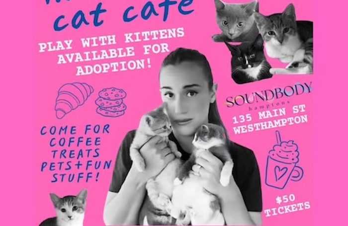 Hannah Berner ’s Cat Café 1