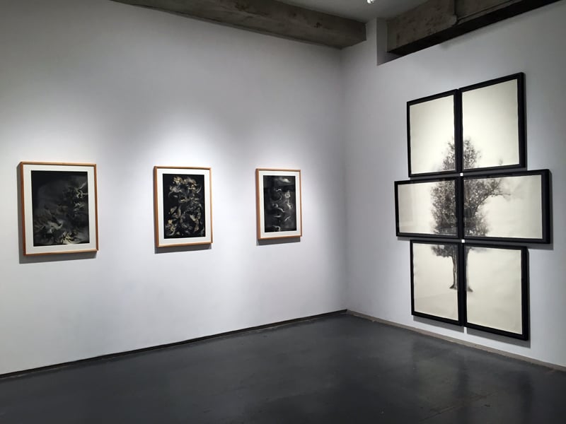 Kim Foster Gallery 2