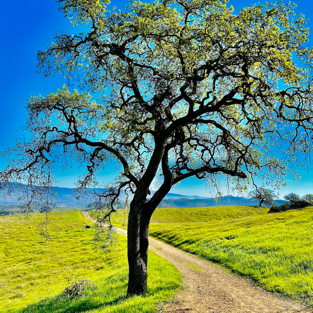 Hike at Calero County Park 1