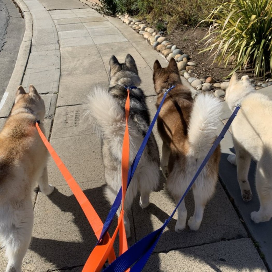 K9 Keep Fit 2