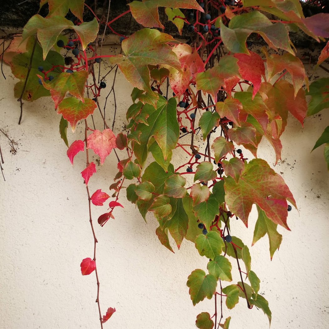 Galerie Rive Mauve 2
