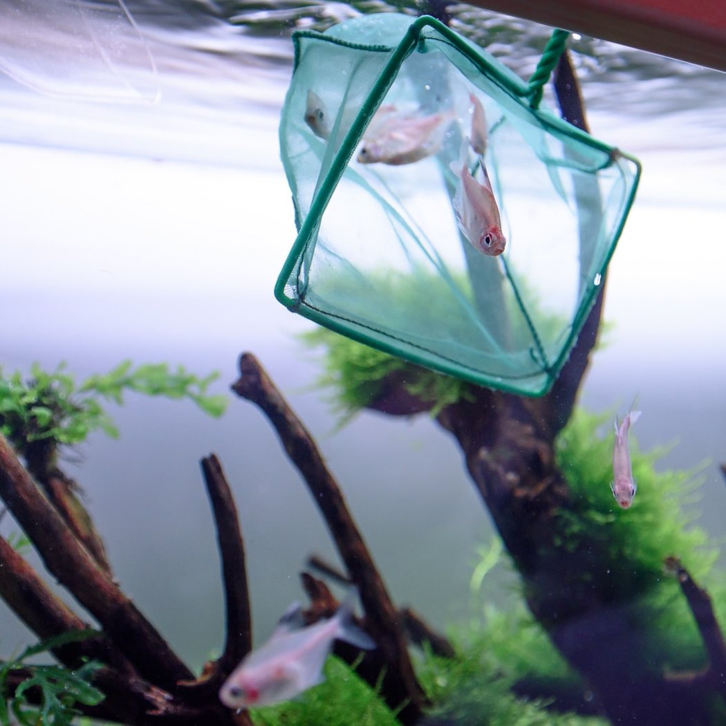 Aquarium Design Paris : conception et installation d'aquariums 3