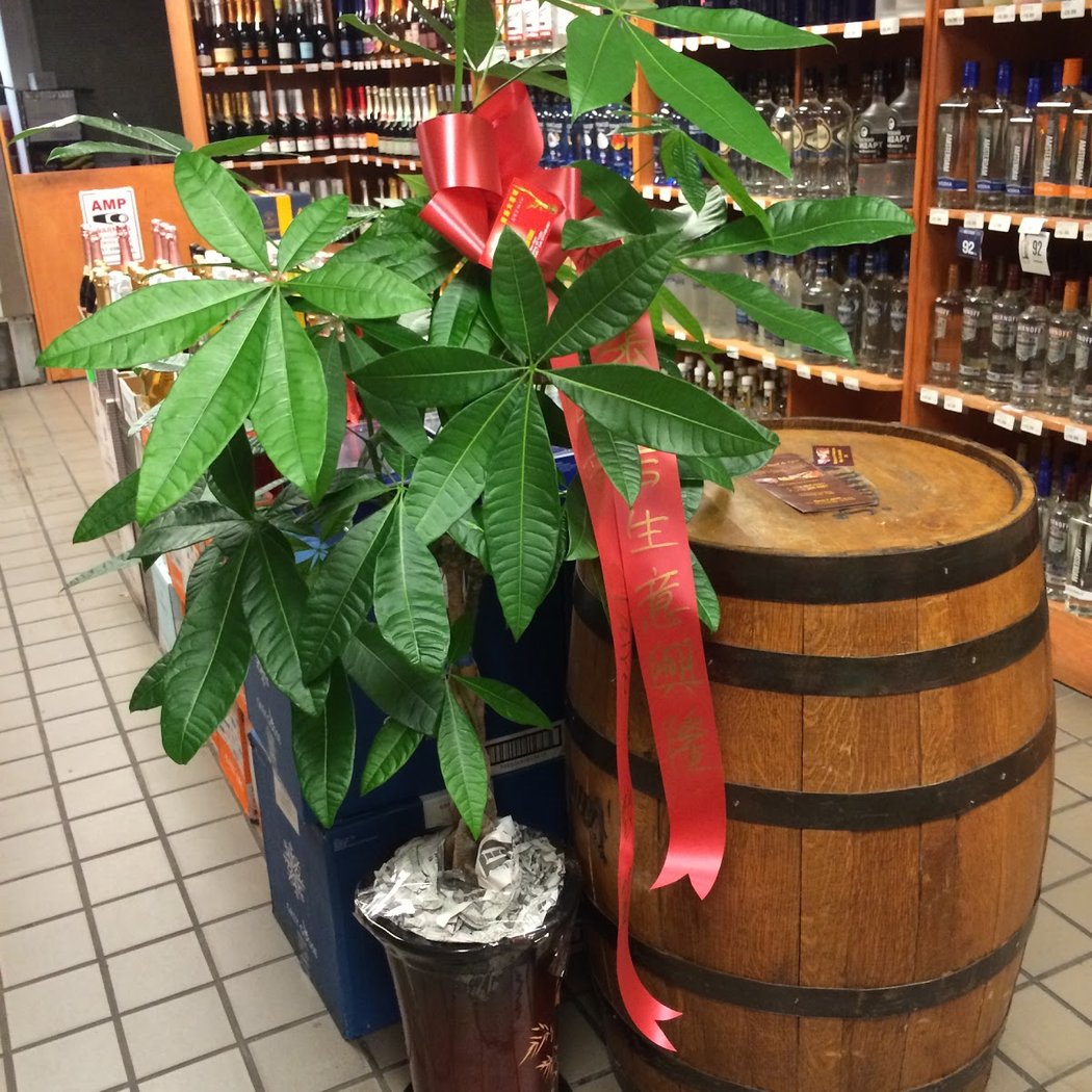 Kissena Golden Liquor Wine 3