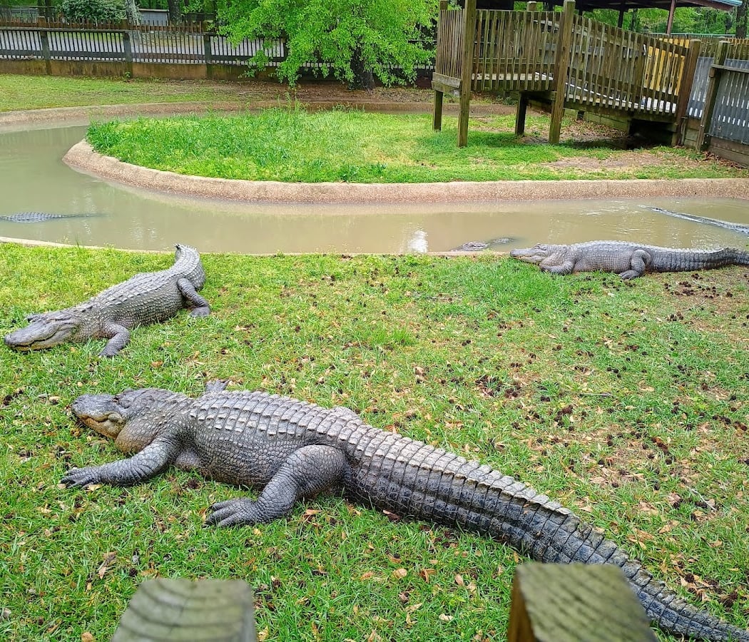 Gators & Friends 1